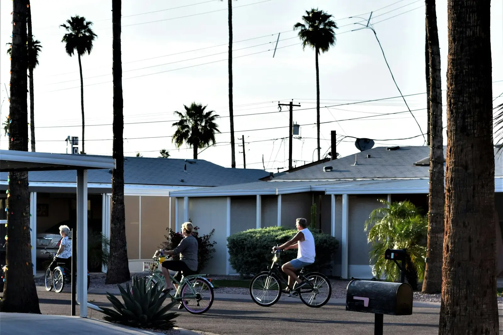 Palm-lined residential street in Mesa with low desert homes
