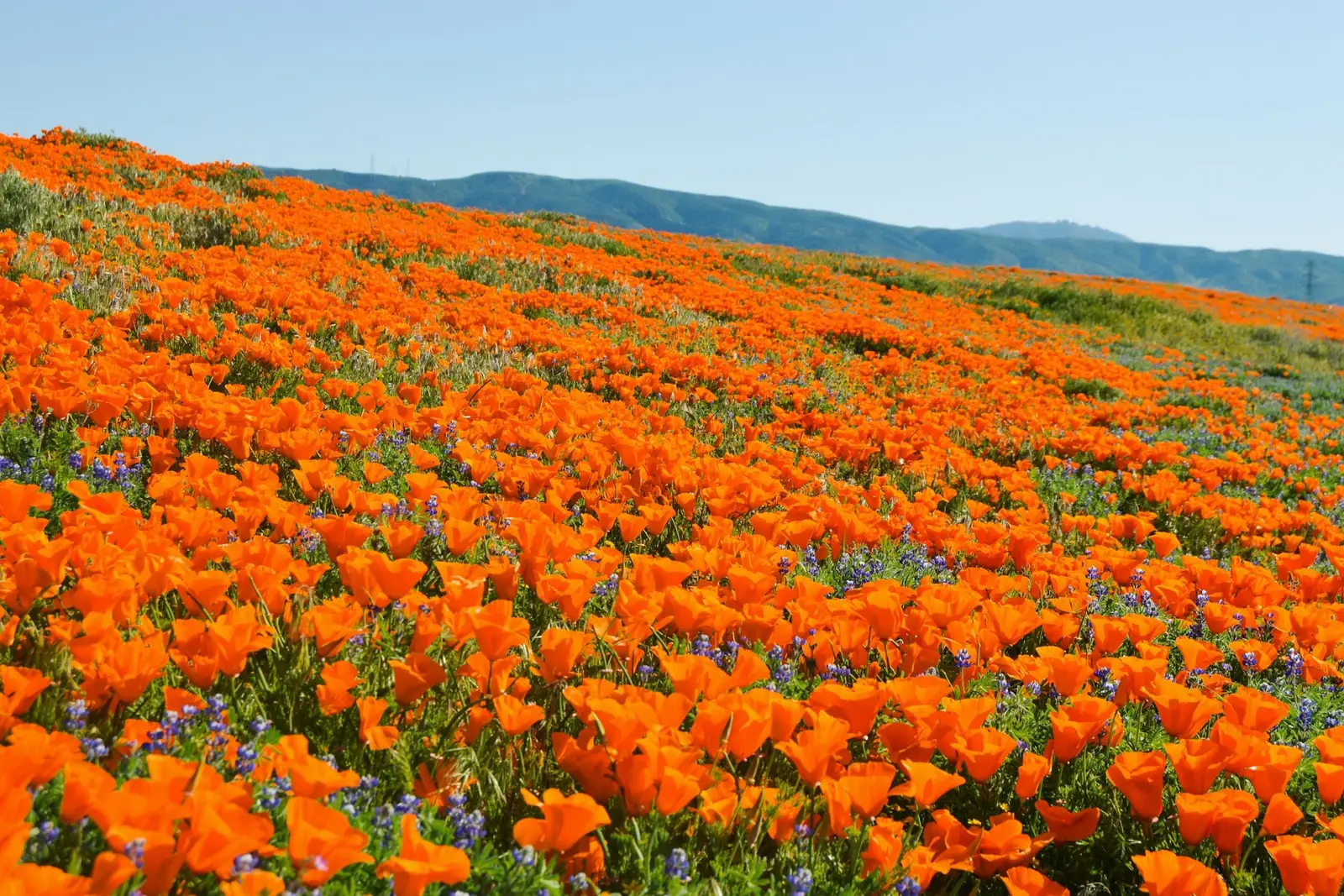 Orange poppy fields in the Antelope Valley near Lancaster