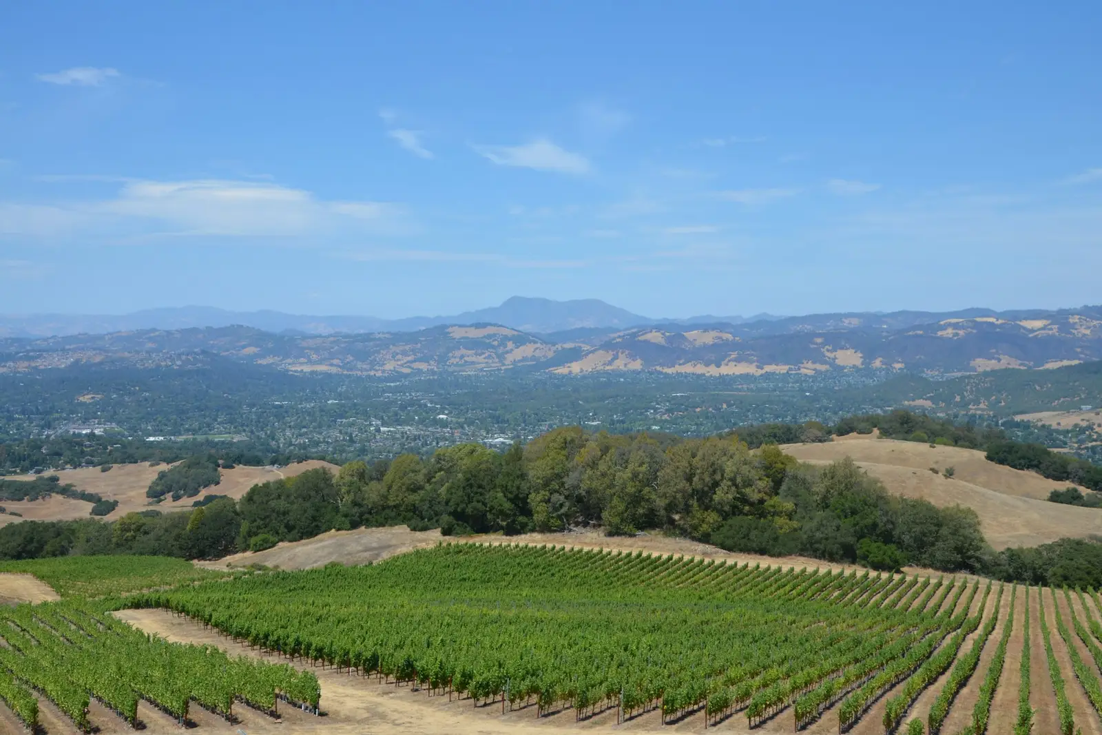 Sonoma County vineyards near Santa Rosa