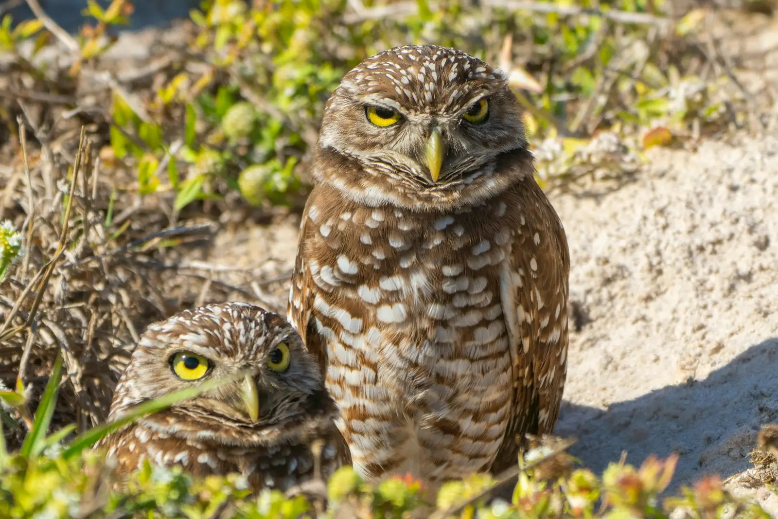 Burrowing owls, a familiar sight in Cape Coral
